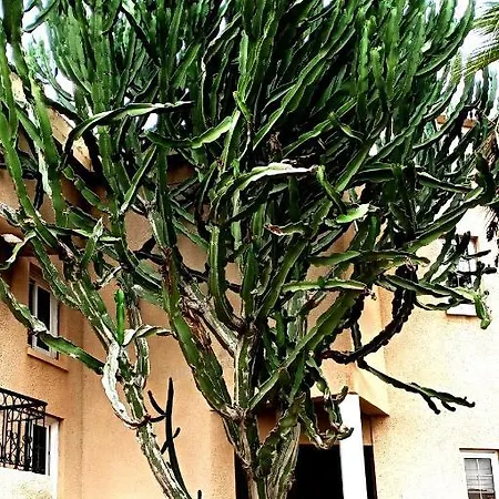 Mersinia Αγία Νάπα